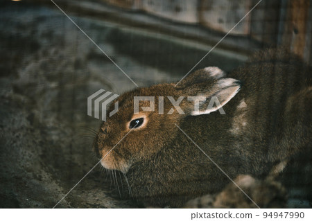 2023 Rabbit 94947990