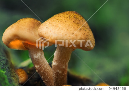 Mushrooms in a forest near tree. Mushrooms and moss, autumn woodland. 94948466