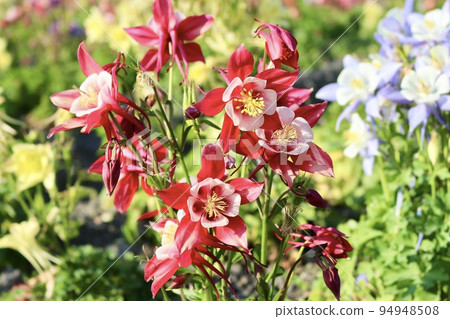 columbine safflower dream grass 94948508