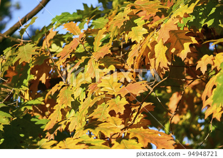 Red gold yellow autumn oak leaf on a warm sunny day Red gold yellow autumn oak leaf on a warm sunny day 94948721