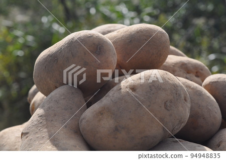秋天土豆的味道 秋天土豆的味道 94948835