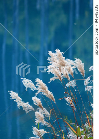 以美瑛藍色池塘為背景的蒲葦 以美瑛藍色池塘為背景的蒲葦 94948838
