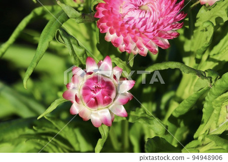 straw chrysanthemum safflower 94948906