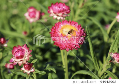 straw chrysanthemum safflower bee 94948908