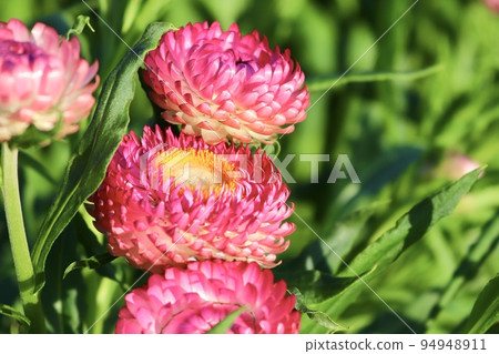 麥稈菊 紅花 麥稈菊 紅花 94948911