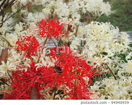 Red and white manjushage (red and white amaryllidaceae growing in clusters in flowerbeds) 94948939