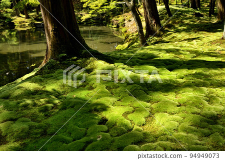 青苔寺（西法寺庭園）[京都府京都市西京區] 94949073