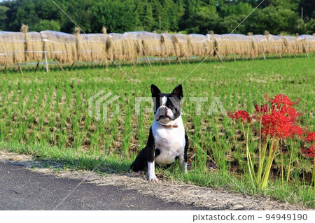 2022 Japan 1 Happiness Town Mighty-kun，一隻可愛的波士頓梗犬，在鳩山鎮里山的飯架背景下，坐在一簇孤挺花旁邊 94949190