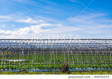 Autumn sky and celery field Autumn sky and celery field 94949343