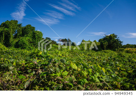 長滿葛根的大片荒地 94949345