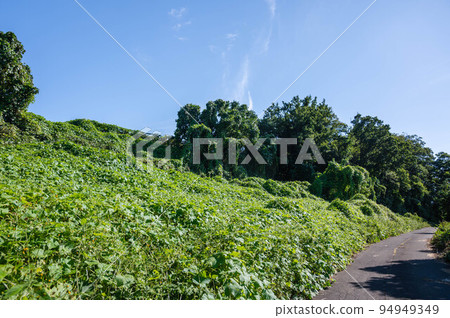 A large wasteland overgrown with kudzu 94949349