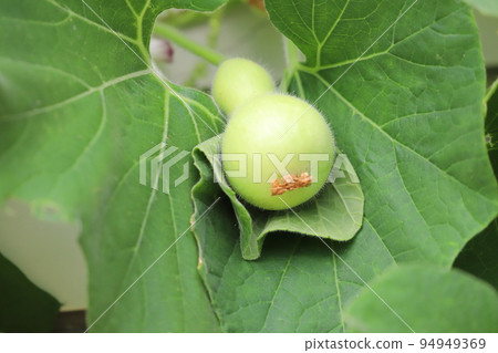 可愛的葫蘆果子 可愛的葫蘆果子 94949369