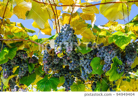 紅酒葡萄鹽尻 94949404