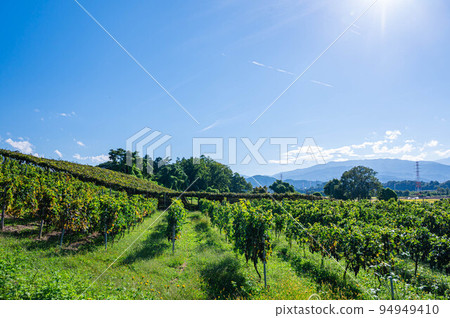 Shiojiri vineyard Shiojiri vineyard 94949410