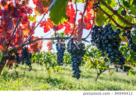 鹽尻葡萄酒葡萄園 94949412