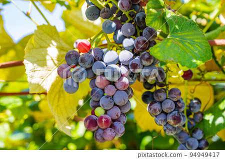 紅酒葡萄鹽尻 94949417