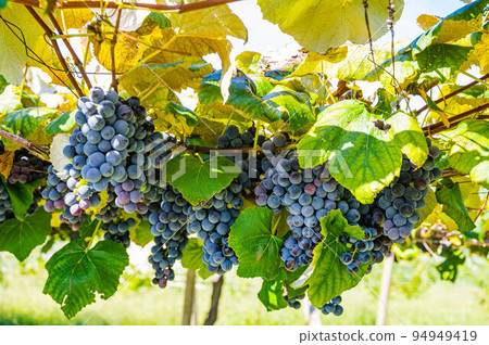 Red wine grapes Shiojiri Red wine grapes Shiojiri 94949419