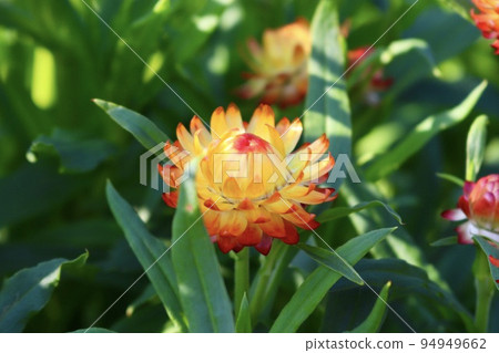 麥稈菊 橘花 黃花 麥稈菊 橘花 黃花 94949662