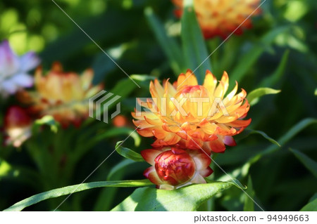 麥稈菊 橘花 黃花 94949663