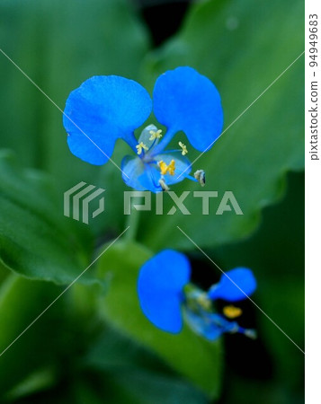 Close-up of blue Commelina communis 94949683