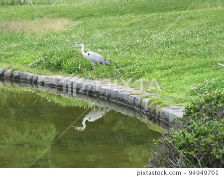 A waterside bird gray heron that came to the beach pond of Inage Seaside Park A waterside bird gray heron that came to the beach pond of Inage Seaside Park 94949701