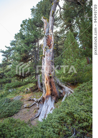 Old dry centennial stone pine 94949789