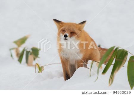 Ezo red fox nestling in the snow Ezo red fox nestling in the snow 94950029