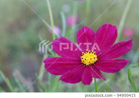 深紅色的宇宙 深紅色的宇宙 94950415