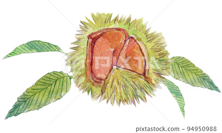 Chestnut watercolor illustration 94950988