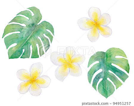 Tropical plumeria watercolor illustration 94951257
