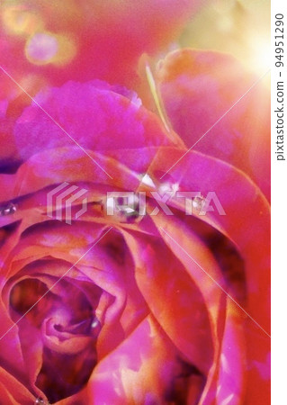 Red rose flower and water droplets, a dazzling world Red rose flower and water droplets, a dazzling world 94951290