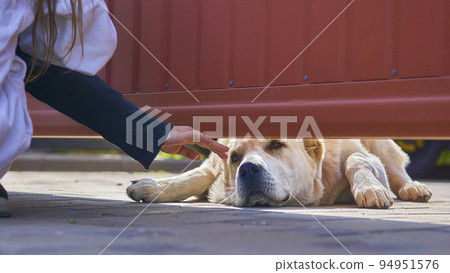 A sad guard dog allows himself to be stroked by a child from behind the fence A sad guard dog allows himself to be stroked by a child from behind the fence 94951576
