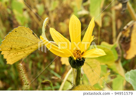 Opening sunflower flower used to make oil in a rural field Opening sunflower flower used to make oil in a rural field 94951579