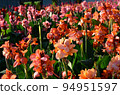 Canna Lily , India Short Plant or Canna indica in garden 94951597