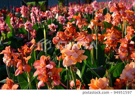 Canna Lily , India Short Plant or Canna indica in garden 94951597