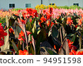 Canna Lily , India Short Plant or Canna indica in garden 94951598