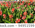 Canna Lily , India Short Plant or Canna indica in garden 94951599