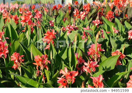 Canna Lily , India Short Plant or Canna indica in garden 94951599