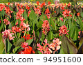Canna Lily , India Short Plant or Canna indica in garden 94951600