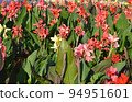Canna Lily , India Short Plant or Canna indica in garden 94951601