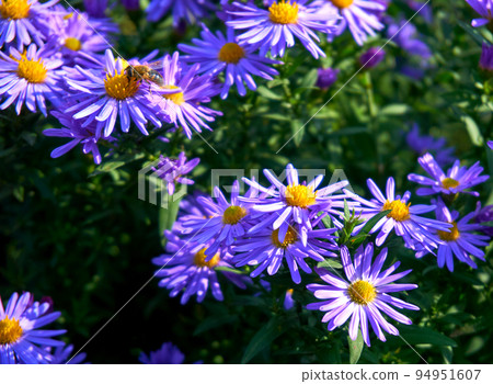 Sunny bush of autumn purple lilac blue asters october sky Sunny bush of autumn purple lilac blue asters october sky 94951607