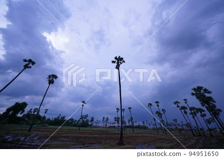 palm, showman, palm tree 94951650