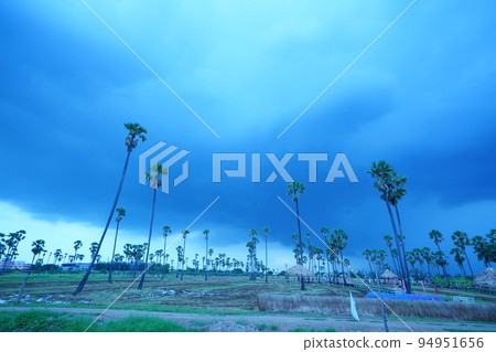 Landscape of sugar palm and paddy fields in Pathumthani province, Thailand 94951656