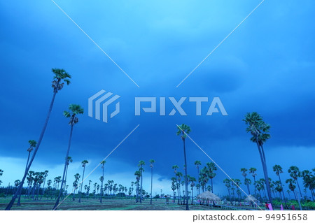 palm, showman, palm tree 94951658