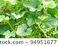 Pumpkin leaves and soft peak of pumpkin 94951677