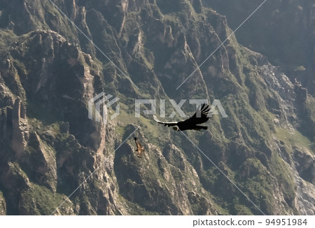 Condors above the Colca canyon at Condor Cross or Cruz Del Condor viewpoint, Chivay, Peru 94951984
