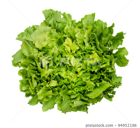 Broad leaved endive, escarole, isolated from above, on white background. Fresh Cichorium endivia var latifolia. Leaf vegetable and cultivar with broad, green leaves and a slightly bitter taste. 94952186