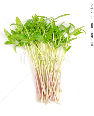 Mung bean microgreens, bunch of fresh and raw shoots of Vigna radiata, from above. Also known as green gram, maash, moong beans, monggo or munggo. Close up of young plants with green leaves and stems. Mung bean microgreens, bunch of fresh and raw shoots of Vigna radiata, from above. Also known as green gram, maash, moong beans, monggo or munggo. Close up of young plants with green leaves and stems. 94952189