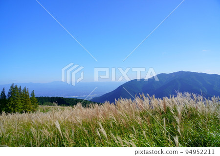 以金剛山為背景的葛城高原日本蒲葦草田和竹草田 94952211