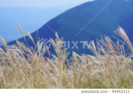 金剛山葛城高原的日本蒲葦草田和竹草田 金剛山葛城高原的日本蒲葦草田和竹草田 94952212